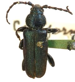 Callidium californicum by the Smithsonian. Used under a CC0 license.