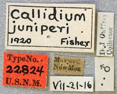 Callidium juniperi by the Smithsonian. Used under a CC0 license.