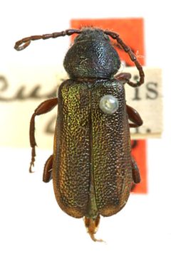 Callidium lacustre by the Smithsonian. Used under a CC0 license.