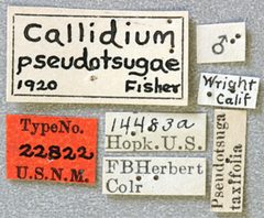 Callidium pseudotsugae by the Smithsonian. Used under a CC0 license.