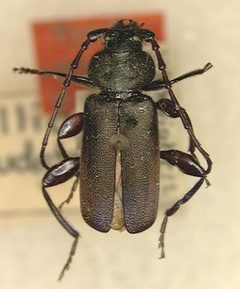 Callidium pseudotsugae by the Smithsonian. Used under a CC0 license.
