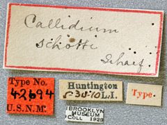 Callidium schotti by the Smithsonian. Used under a CC0 license.