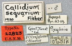 Callidium sequoiarium by the Smithsonian. Used under a CC0 license.