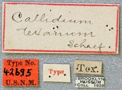 Callidium texanum by the Smithsonian. Used under a CC0 license.