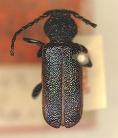 Callidium texanum by the Smithsonian. Used under a CC0 license.