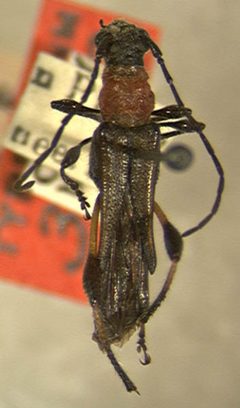 Callimoxys pinorum by the Smithsonian. Used under a CC0 license.