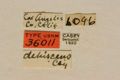 Callimus dehiscens by the Smithsonian. Used under a CC0 license.