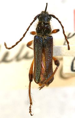 Callimus dehiscens by the Smithsonian. Used under a CC0 license.