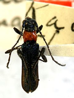 Callimus longicollis by the Smithsonian. Used under a CC0 license.