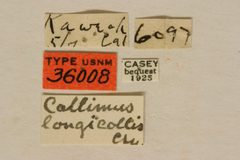 Callimus longicollis by the Smithsonian. Used under a CC0 license.