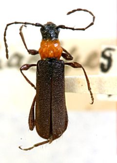 Callimus opacipennis by the Smithsonian. Used under a CC0 license.