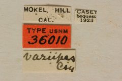 Callimus variipes by the Smithsonian. Used under a CC0 license.