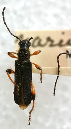 Callimus variipes by the Smithsonian. Used under a CC0 license.