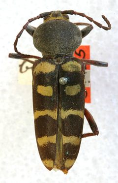 Calloides biformis by the Smithsonian. Used under a CC0 license.