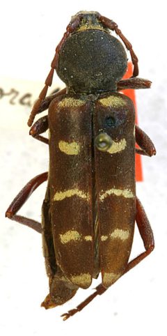 Calloides coloradensis by the Smithsonian. Used under a CC0 license.