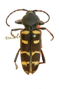 Calloides muliebris by the Smithsonian. Used under a CC0 license.