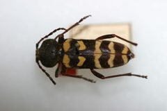 Calloides nobilis var. mormonus by the Smithsonian. Used under a CC0 license.