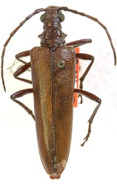 Centrodera decolorata lacustris by the Smithsonian. Used under a CC0 license.