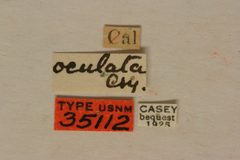 Centrodera oculata by the Smithsonian. Used under a CC0 license.