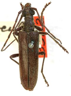 Centrodera oculata by the Smithsonian. Used under a CC0 license.