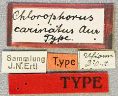 Chlorophorus carinatus by the Smithsonian. Used under a CC0 license.
