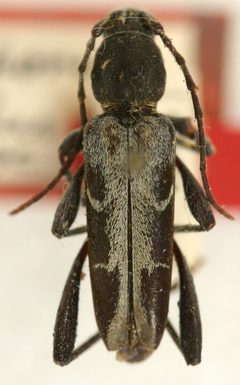 Chlorophorus carinatus by the Smithsonian. Used under a CC0 license.