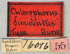 Chlorophorus dimidiatus by the Smithsonian. Used under a CC0 license.