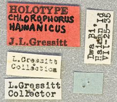 Chlorophorus hainanicus by the Smithsonian. Used under a CC0 license.