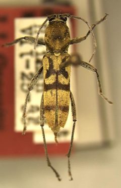 Chlorophorus hainanicus by the Smithsonian. Used under a CC0 license.