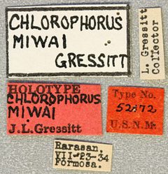 Chlorophorus miwai by the Smithsonian. Used under a CC0 license.