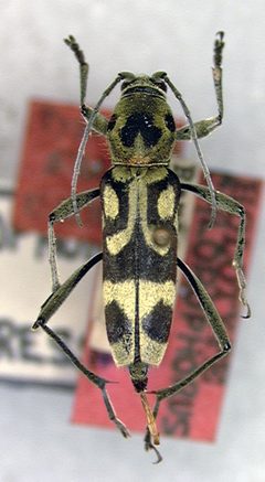 Chlorophorus miwai by the Smithsonian. Used under a CC0 license.