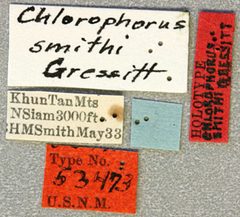 Chlorophorus smithi by the Smithsonian. Used under a CC0 license.