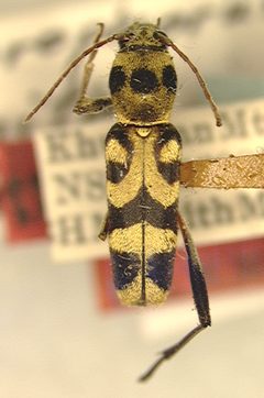 Chlorophorus smithi by the Smithsonian. Used under a CC0 license.