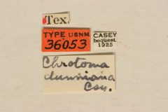 Chrotoma dunniana by the Smithsonian. Used under a CC0 license.