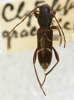 Clytoleptus gracilicornis by the Smithsonian. Used under a CC0 license.