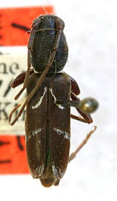 Clytoleptus tristis by the Smithsonian. Used under a CC0 license.