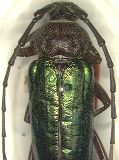 Crioprosopus praestans by the Smithsonian. Used under a CC0 license.