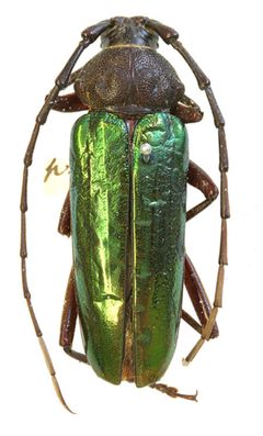 Crioprosopus praestans by the Smithsonian. Used under a CC0 license.