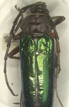 Crioprosopus praestans semiplicatus by the Smithsonian. Used under a CC0 license.