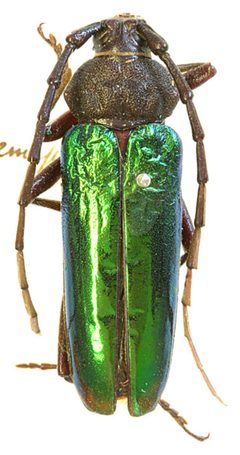 Crioprosopus praestans semiplicatus by the Smithsonian. Used under a CC0 license.