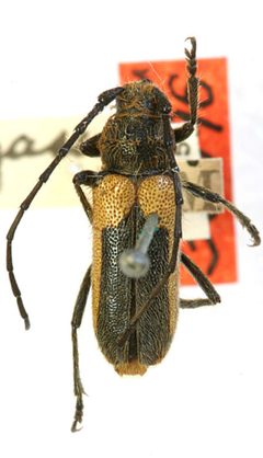 Crossidius pulchellus sinuosus by the Smithsonian. Used under a CC0 license.