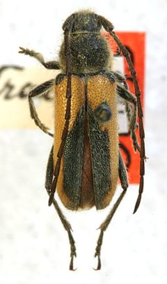 Crossidius pulchellus retractus by the Smithsonian. Used under a CC0 license.