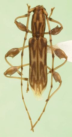Curius chemsaki by the Smithsonian. Used under a CC0 license.