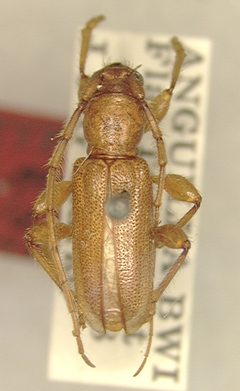 Curtomerus subflavus by the Smithsonian. Used under a CC0 license.