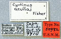 Cyrtinus acunai by the Smithsonian. Used under a CC0 license.