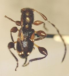 Cyrtinus acunai by the Smithsonian. Used under a CC0 license.