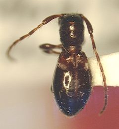 Cyrtinus beckeri by the Smithsonian. Used under a CC0 license.