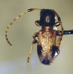 Cyrtinus oakleyi by the Smithsonian. Used under a CC0 license.