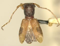 Cyrtinus subopacus by the Smithsonian. Used under a CC0 license.
