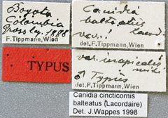 Dectes (Canidia) balteata var. inapicalis by the Smithsonian. Used under a CC0 license.